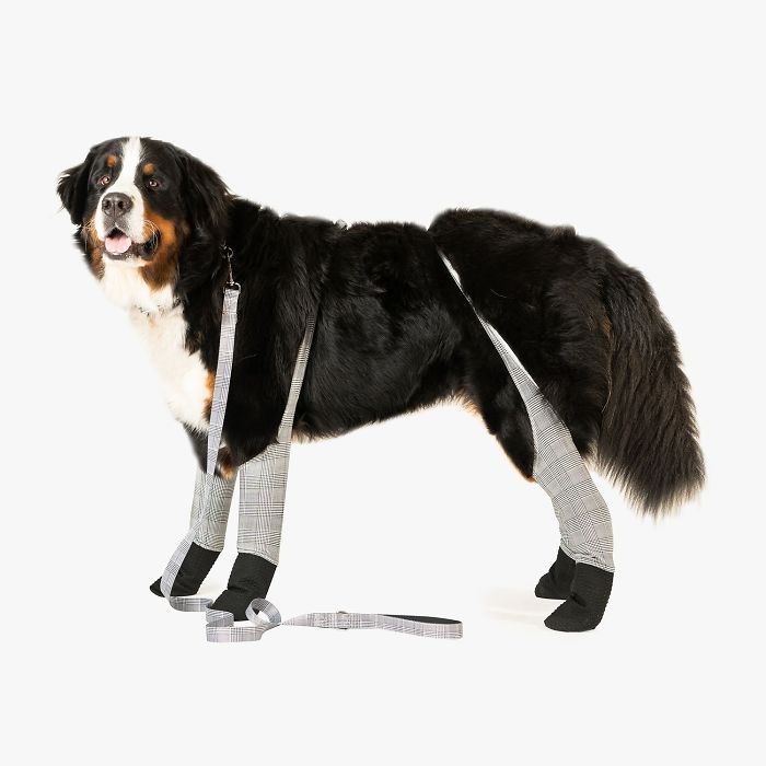 You Can Now Get Your Dog A Pair Of Leggings To Warm Their Paws You Can Now Get Your Dog A Pair Of Leggings To Warm Their Paws