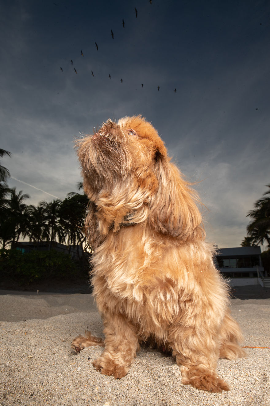 We Took Pictures Of A Doggo In The Beach While The Sun Was Setting We Took Pictures Of A Doggo In The Beach While The Sun Was Setting