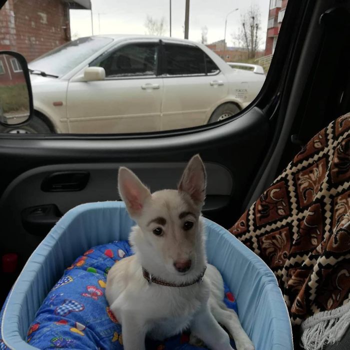 People Tried Washing This Dog's Eyebrows Off Only To Find Out They're Not Painted People Tried Washing This Dog's Eyebrows Off Only To Find Out They're Not Painted