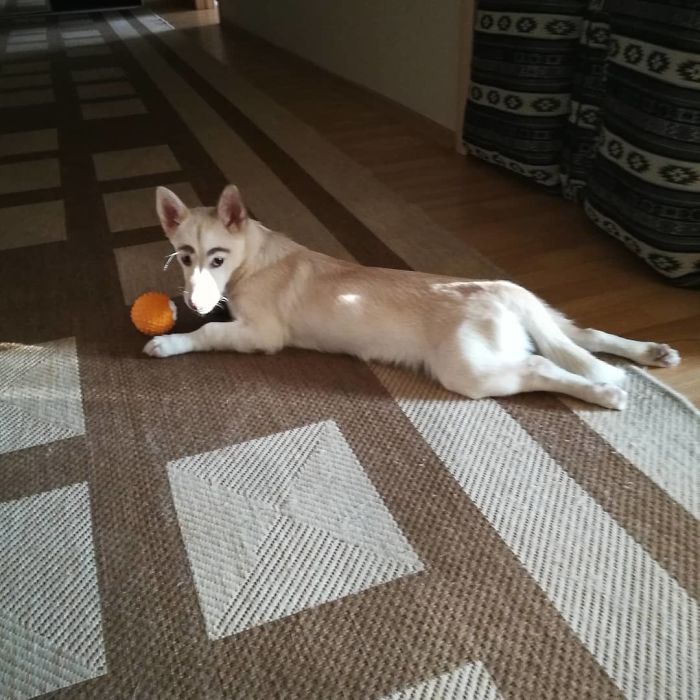 People Tried Washing This Dog's Eyebrows Off Only To Find Out They're Not Painted People Tried Washing This Dog's Eyebrows Off Only To Find Out They're Not Painted