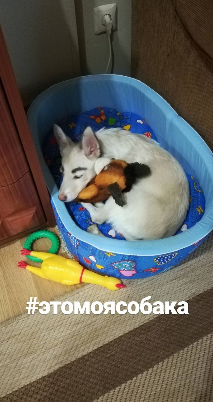 People Tried Washing This Dog's Eyebrows Off Only To Find Out They're Not Painted People Tried Washing This Dog's Eyebrows Off Only To Find Out They're Not Painted