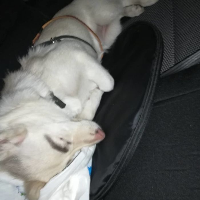 People Tried Washing This Dog's Eyebrows Off Only To Find Out They're Not Painted People Tried Washing This Dog's Eyebrows Off Only To Find Out They're Not Painted