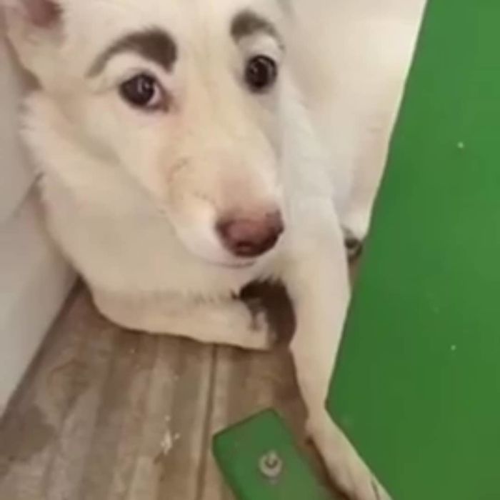 People Tried Washing This Dog's Eyebrows Off Only To Find Out They're Not Painted People Tried Washing This Dog's Eyebrows Off Only To Find Out They're Not Painted