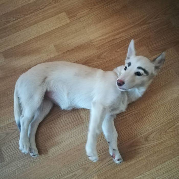 People Tried Washing This Dog's Eyebrows Off Only To Find Out They're Not Painted People Tried Washing This Dog's Eyebrows Off Only To Find Out They're Not Painted