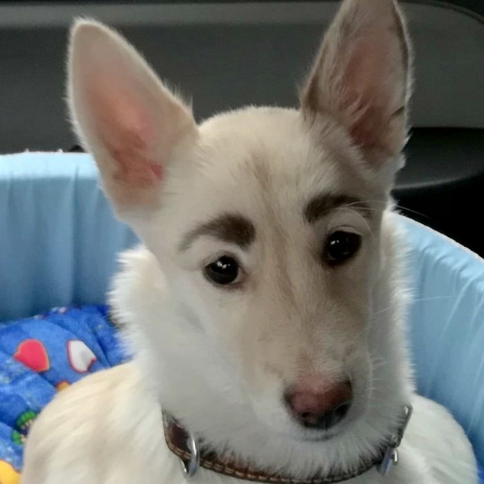 People Tried Washing This Dog's Eyebrows Off Only To Find Out They're Not Painted People Tried Washing This Dog's Eyebrows Off Only To Find Out They're Not Painted