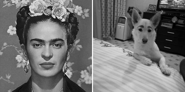 People Tried Washing This Dog's Eyebrows Off Only To Find Out They're Not Painted People Tried Washing This Dog's Eyebrows Off Only To Find Out They're Not Painted