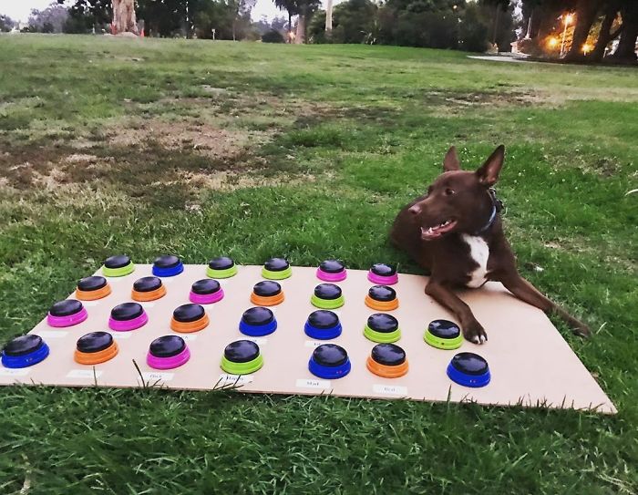 "Happy Ball Want Outside:" Dog Learns To Talk Using A Word Machine, Already Knows 29 Words "Happy Ball Want Outside:" Dog Learns To Talk Using A Word Machine, Already Knows 29 Words