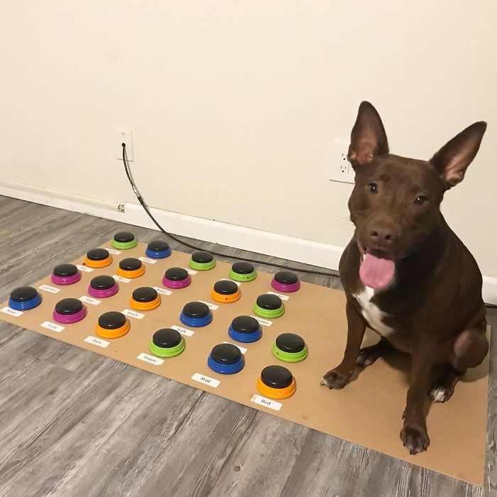 "Happy Ball Want Outside:" Dog Learns To Talk Using A Word Machine, Already Knows 29 Words "Happy Ball Want Outside:" Dog Learns To Talk Using A Word Machine, Already Knows 29 Words