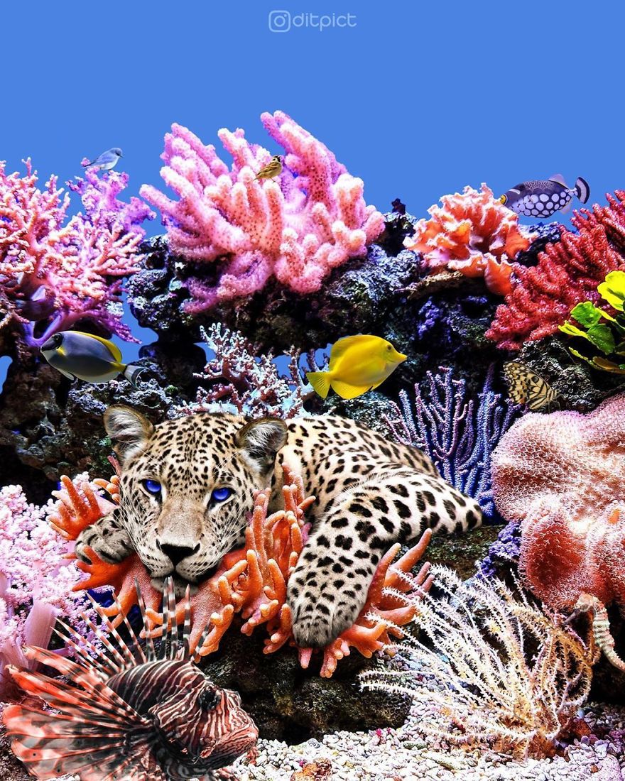 Indonesian Artist Uses Photoshop To Show A Surreal Image Of Animals