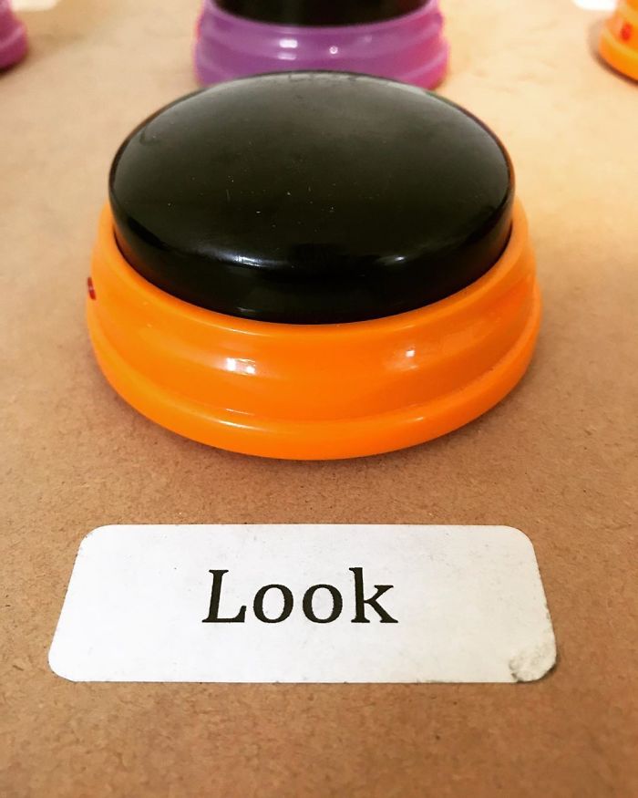 "Happy Ball Want Outside:" Dog Learns To Talk Using A Word Machine, Already Knows 29 Words