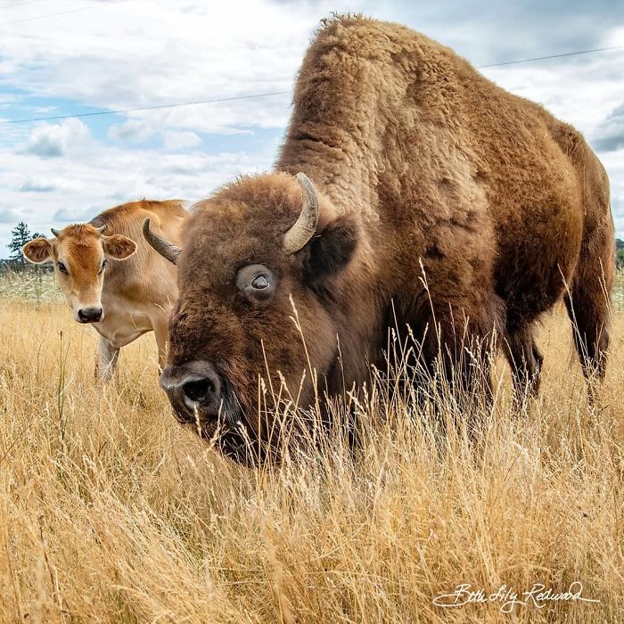 Blind, Lonely And Ignored By All Other Animals, Helen, The Bison, Seemed Destined For Loneliness, But Then She Met Oliver Blind, Lonely And Ignored By All Other Animals, Helen, The Bison, Seemed Destined For Loneliness, But Then She Met Oliver