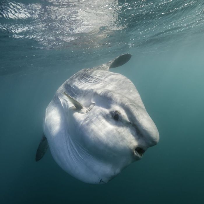 People Are Hysterical Over A Viral Sunfish Rant On Facebook People Are Hysterical Over A Viral Sunfish Rant On Facebook