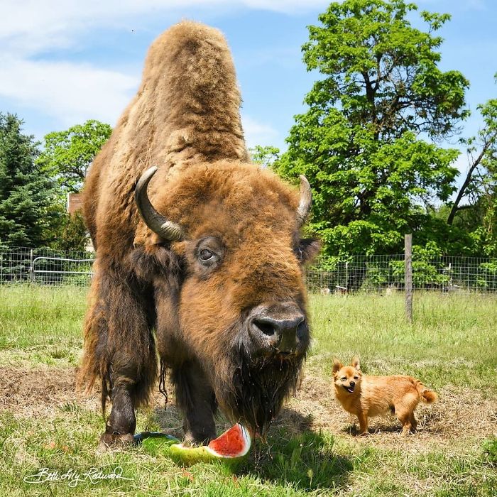 Blind, Lonely And Ignored By All Other Animals, Helen, The Bison, Seemed Destined For Loneliness, But Then She Met Oliver Blind, Lonely And Ignored By All Other Animals, Helen, The Bison, Seemed Destined For Loneliness, But Then She Met Oliver