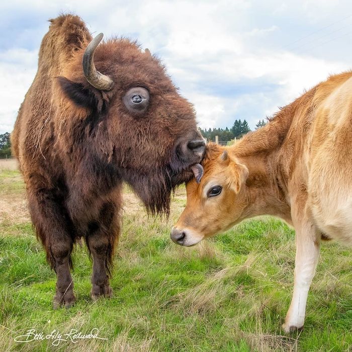 Blind, Lonely And Ignored By All Other Animals, Helen, The Bison, Seemed Destined For Loneliness, But Then She Met Oliver Blind, Lonely And Ignored By All Other Animals, Helen, The Bison, Seemed Destined For Loneliness, But Then She Met Oliver