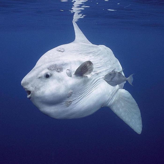 People Are Hysterical Over A Viral Sunfish Rant On Facebook People Are Hysterical Over A Viral Sunfish Rant On Facebook
