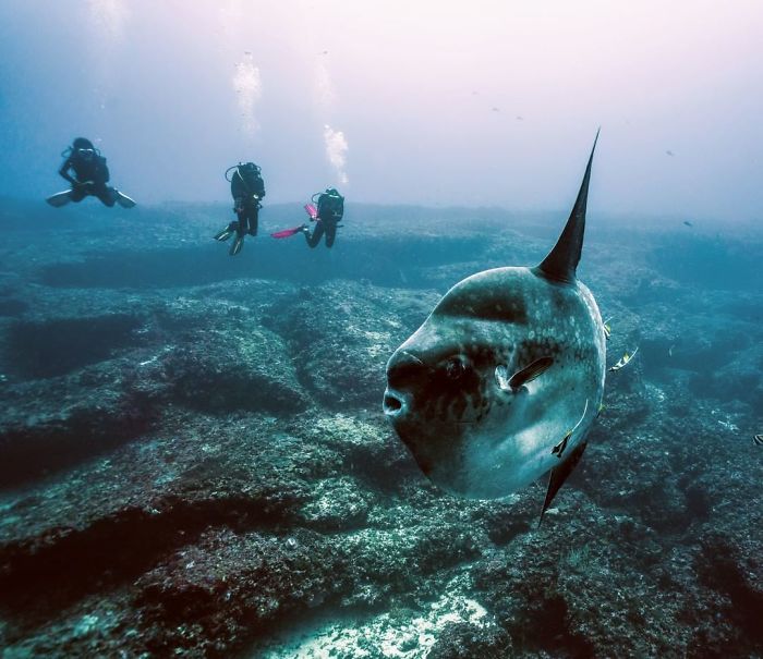 People Are Hysterical Over A Viral Sunfish Rant On Facebook People Are Hysterical Over A Viral Sunfish Rant On Facebook