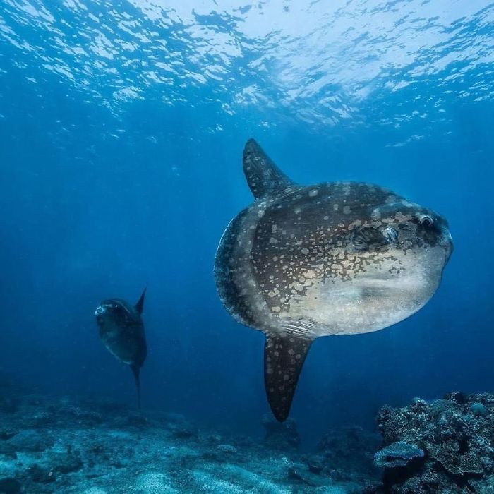 People Are Hysterical Over A Viral Sunfish Rant On Facebook