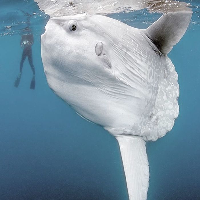 People Are Hysterical Over A Viral Sunfish Rant On Facebook People Are Hysterical Over A Viral Sunfish Rant On Facebook