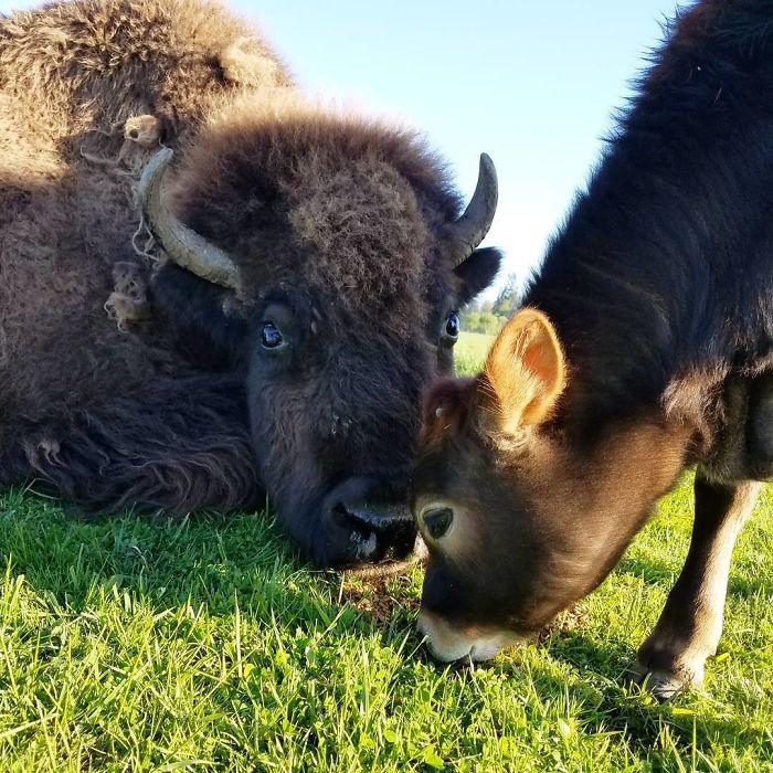 Blind, Lonely And Ignored By All Other Animals, Helen, The Bison, Seemed Destined For Loneliness, But Then She Met Oliver Blind, Lonely And Ignored By All Other Animals, Helen, The Bison, Seemed Destined For Loneliness, But Then She Met Oliver