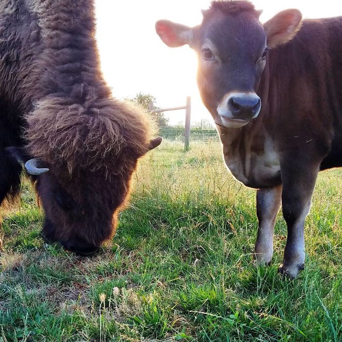 Blind, Lonely And Ignored By All Other Animals, Helen, The Bison, Seemed Destined For Loneliness, But Then She Met Oliver Blind, Lonely And Ignored By All Other Animals, Helen, The Bison, Seemed Destined For Loneliness, But Then She Met Oliver
