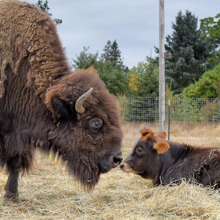 Blind, Lonely And Ignored By All Other Animals, Helen, The Bison, Seemed Destined For Loneliness, But Then She Met Oliver Blind, Lonely And Ignored By All Other Animals, Helen, The Bison, Seemed Destined For Loneliness, But Then She Met Oliver