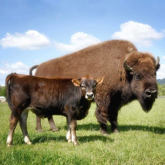 Blind, Lonely And Ignored By All Other Animals, Helen, The Bison, Seemed Destined For Loneliness, But Then She Met Oliver Blind, Lonely And Ignored By All Other Animals, Helen, The Bison, Seemed Destined For Loneliness, But Then She Met Oliver