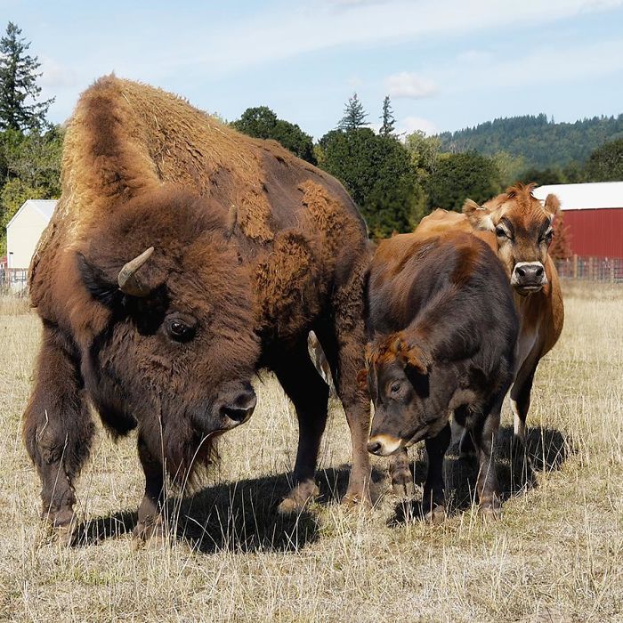 Blind, Lonely And Ignored By All Other Animals, Helen, The Bison, Seemed Destined For Loneliness, But Then She Met Oliver Blind, Lonely And Ignored By All Other Animals, Helen, The Bison, Seemed Destined For Loneliness, But Then She Met Oliver