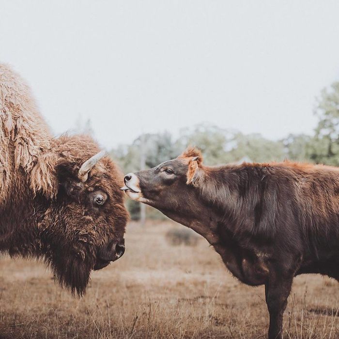 Blind, Lonely And Ignored By All Other Animals, Helen, The Bison, Seemed Destined For Loneliness, But Then She Met Oliver Blind, Lonely And Ignored By All Other Animals, Helen, The Bison, Seemed Destined For Loneliness, But Then She Met Oliver