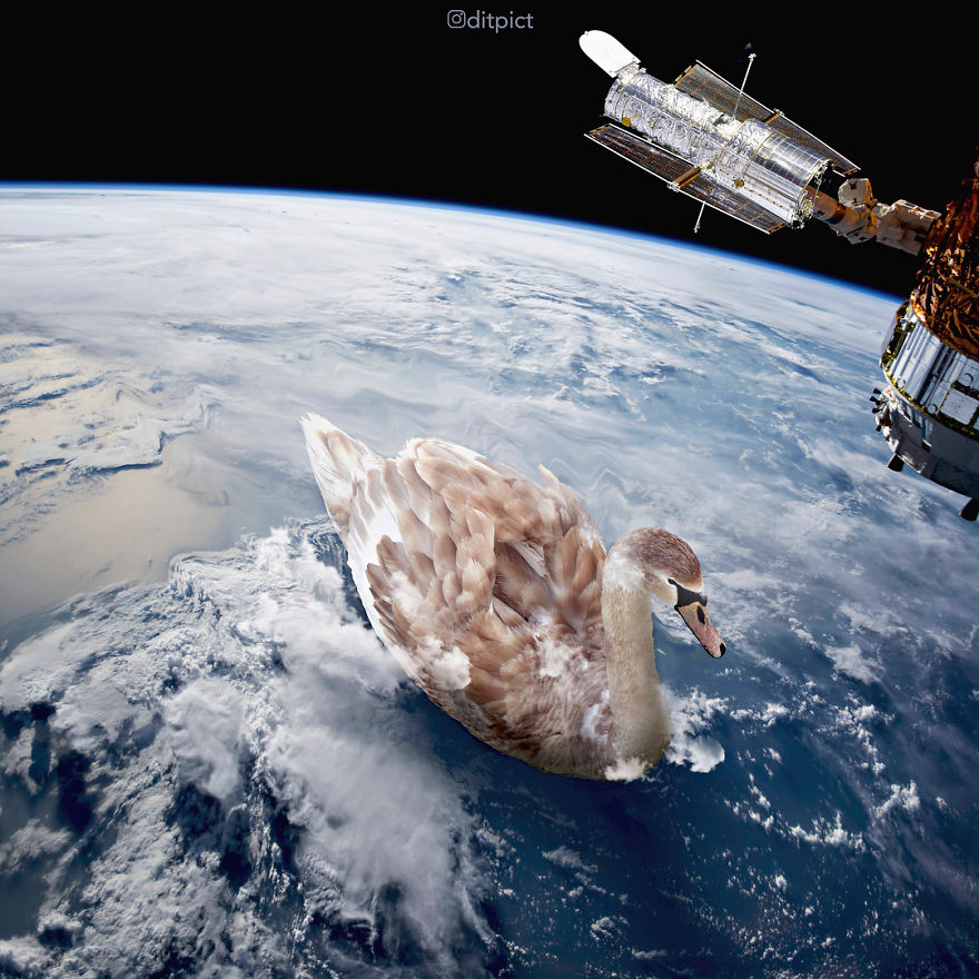 Indonesian Artist Uses Photoshop To Show A Surreal Image Of Animals