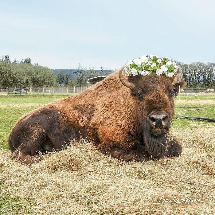 Blind, Lonely And Ignored By All Other Animals, Helen, The Bison, Seemed Destined For Loneliness, But Then She Met Oliver Blind, Lonely And Ignored By All Other Animals, Helen, The Bison, Seemed Destined For Loneliness, But Then She Met Oliver