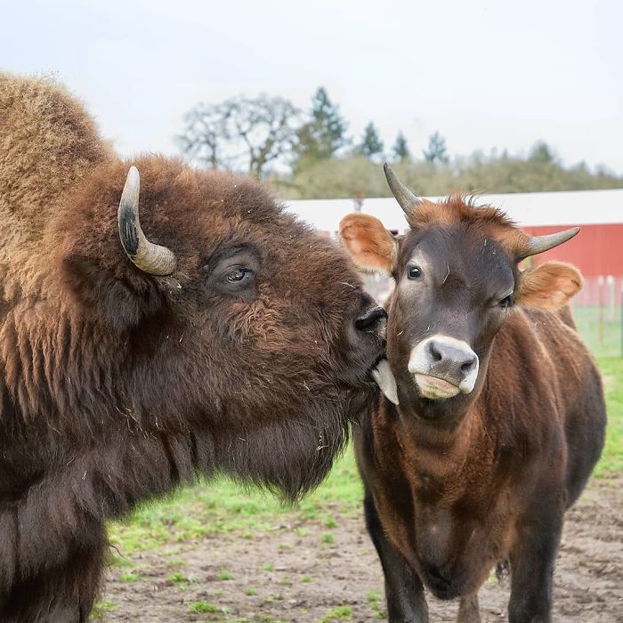 Blind, Lonely And Ignored By All Other Animals, Helen, The Bison, Seemed Destined For Loneliness, But Then She Met Oliver Blind, Lonely And Ignored By All Other Animals, Helen, The Bison, Seemed Destined For Loneliness, But Then She Met Oliver