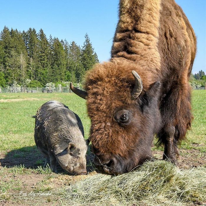 Blind, Lonely And Ignored By All Other Animals, Helen, The Bison, Seemed Destined For Loneliness, But Then She Met Oliver Blind, Lonely And Ignored By All Other Animals, Helen, The Bison, Seemed Destined For Loneliness, But Then She Met Oliver