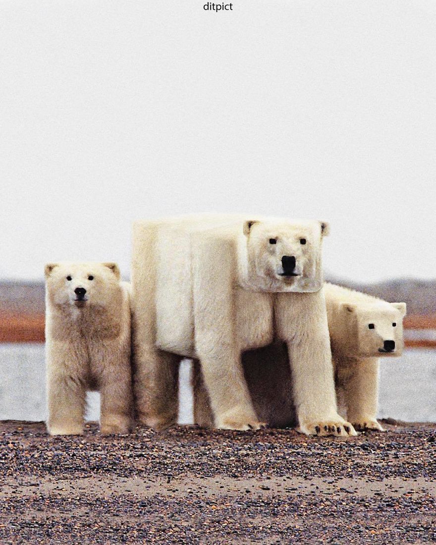 Indonesian Artist Uses Photoshop To Show A Surreal Image Of Animals