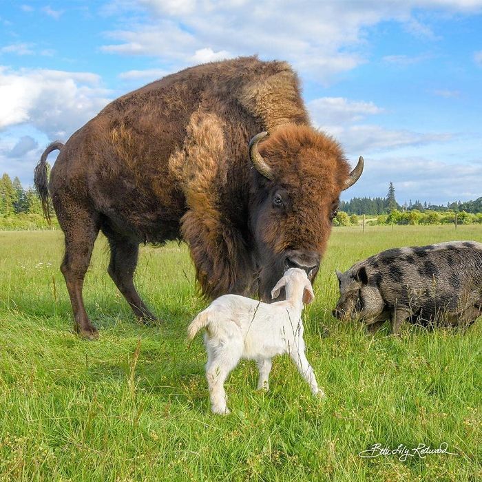 Blind, Lonely And Ignored By All Other Animals, Helen, The Bison, Seemed Destined For Loneliness, But Then She Met Oliver Blind, Lonely And Ignored By All Other Animals, Helen, The Bison, Seemed Destined For Loneliness, But Then She Met Oliver