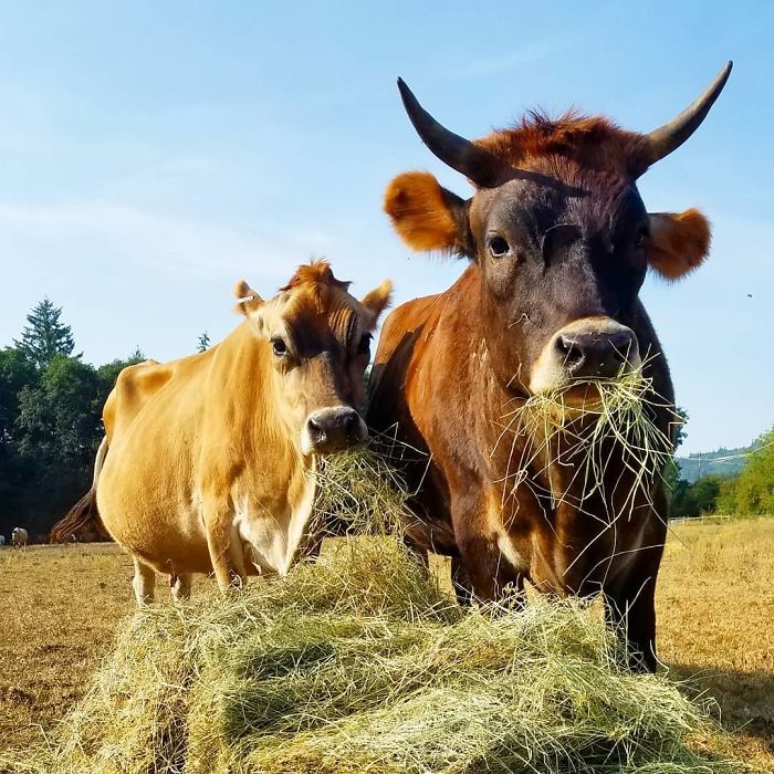 Blind, Lonely And Ignored By All Other Animals, Helen, The Bison, Seemed Destined For Loneliness, But Then She Met Oliver Blind, Lonely And Ignored By All Other Animals, Helen, The Bison, Seemed Destined For Loneliness, But Then She Met Oliver