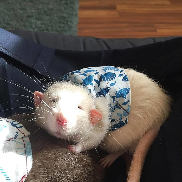 This Woman Makes Mattresses For Rats As Well As Matching Pajamas, And They're Adorable This Woman Makes Mattresses For Rats As Well As Matching Pajamas, And They're Adorable