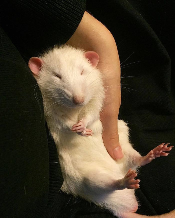 This Woman Makes Mattresses For Rats As Well As Matching Pajamas, And They're Adorable This Woman Makes Mattresses For Rats As Well As Matching Pajamas, And They're Adorable