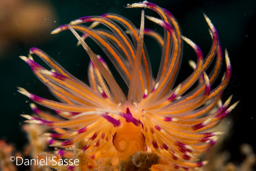 Close-up of a colorful nudibranch underwater snail with delicate, translucent appendages and purple tips against a dark background