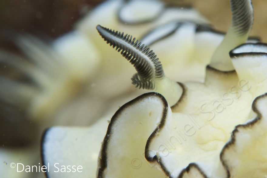 Close-up of a white and black nudibranch underwater snail with detailed sensory tentacles on its head.