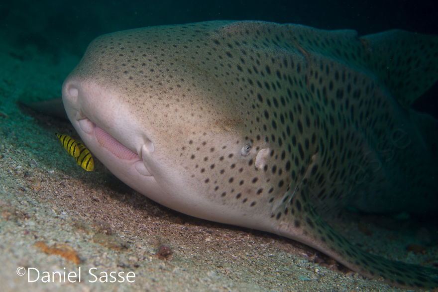 33 Pictures Of Endangered Shark Species While Scuba Diving. Marine Life Protection Projects.