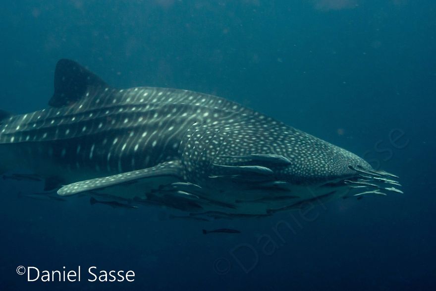 33 Pictures Of Endangered Shark Species While Scuba Diving. Marine Life Protection Projects. 33 Pictures Of Endangered Shark Species While Scuba Diving. Marine Life Protection Projects.