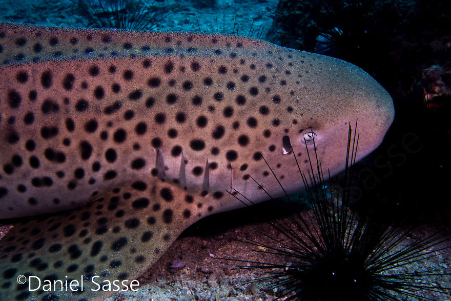 33 Pictures Of Endangered Shark Species While Scuba Diving. Marine Life Protection Projects. 33 Pictures Of Endangered Shark Species While Scuba Diving. Marine Life Protection Projects.