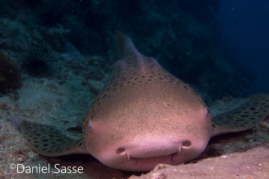 33 Pictures Of Endangered Shark Species While Scuba Diving. Marine Life Protection Projects.