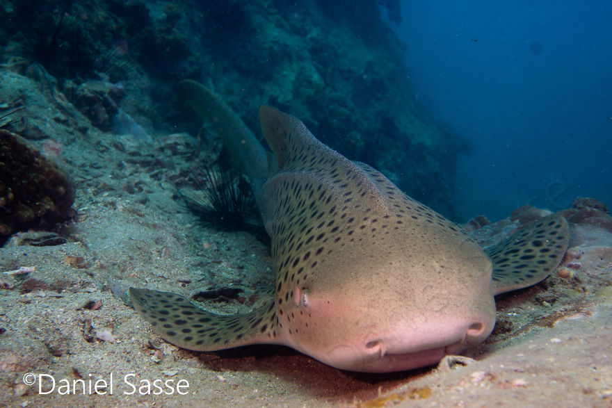 33 Pictures Of Endangered Shark Species While Scuba Diving. Marine Life Protection Projects. 33 Pictures Of Endangered Shark Species While Scuba Diving. Marine Life Protection Projects.