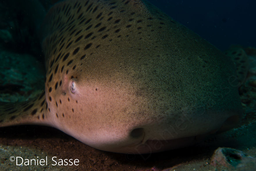 33 Pictures Of Endangered Shark Species While Scuba Diving. Marine Life Protection Projects. 33 Pictures Of Endangered Shark Species While Scuba Diving. Marine Life Protection Projects.