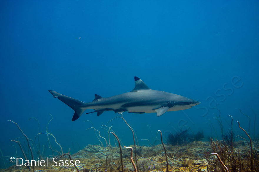33 Pictures Of Endangered Shark Species While Scuba Diving. Marine Life Protection Projects.