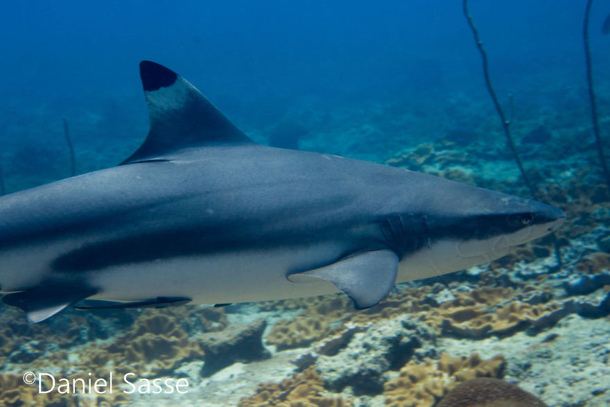 33 Pictures Of Endangered Shark Species While Scuba Diving. Marine Life Protection Projects. 33 Pictures Of Endangered Shark Species While Scuba Diving. Marine Life Protection Projects.