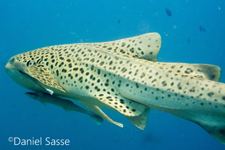 33 Pictures Of Endangered Shark Species While Scuba Diving. Marine Life Protection Projects. 33 Pictures Of Endangered Shark Species While Scuba Diving. Marine Life Protection Projects.