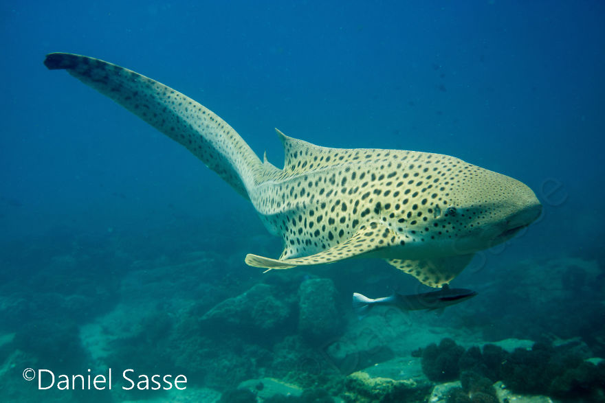 33 Pictures Of Endangered Shark Species While Scuba Diving. Marine Life Protection Projects. 33 Pictures Of Endangered Shark Species While Scuba Diving. Marine Life Protection Projects.