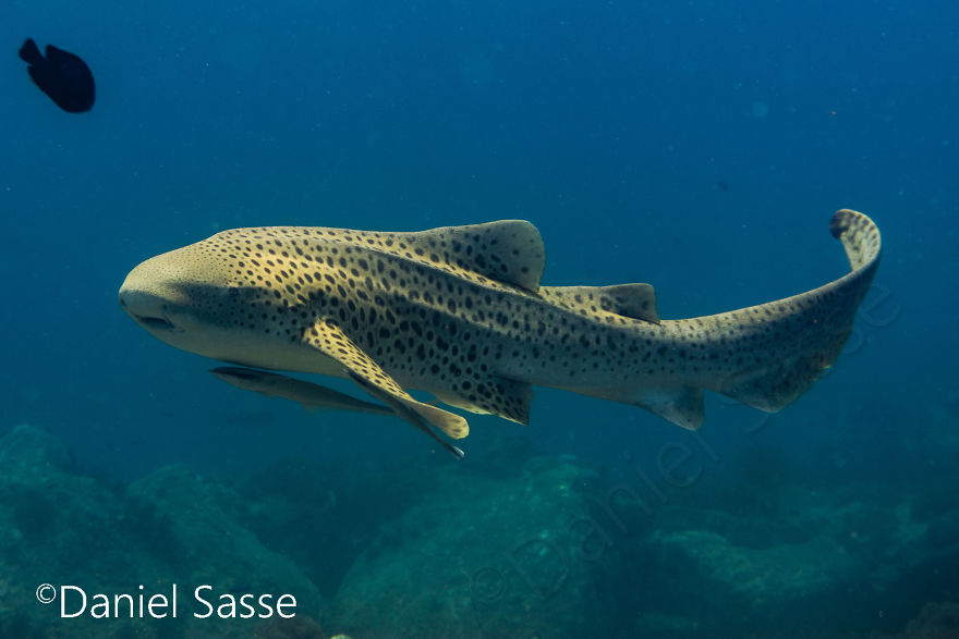 33 Pictures Of Endangered Shark Species While Scuba Diving. Marine Life Protection Projects.